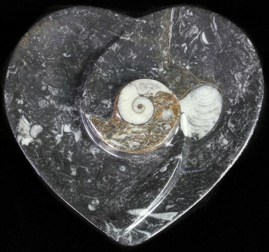 Heart Shaped Fossil Goniatite Dish #61286